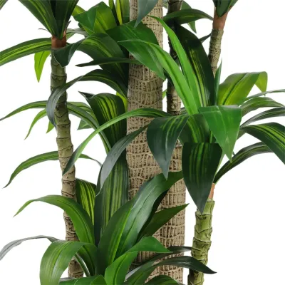 Dracaena Corn Tree