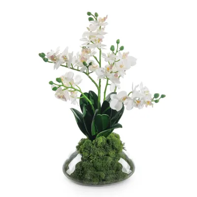 Petite Orchids