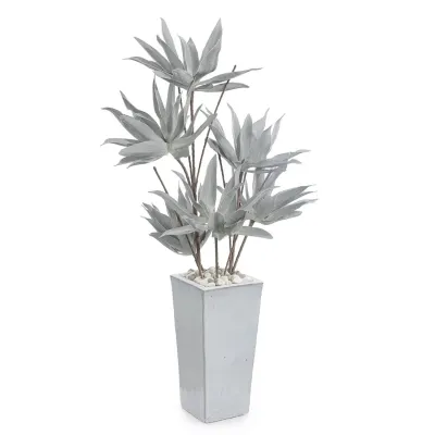 Frosted Agave Plant