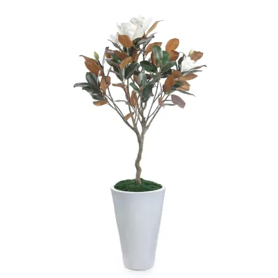 Southern Magnolia Tree