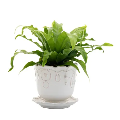 Jardins du Monde 5" Planter - Whitewash