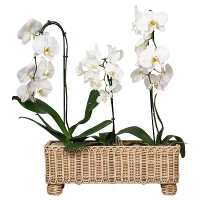 Provence Rattan Rectangular Planter Whitewash