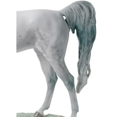 Arabian Pure Breed (Special Order)