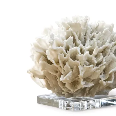 Ribbon Coral, White