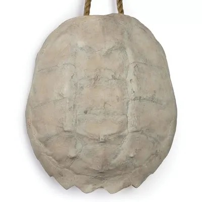 Turtle Shell Accessory, Bleached