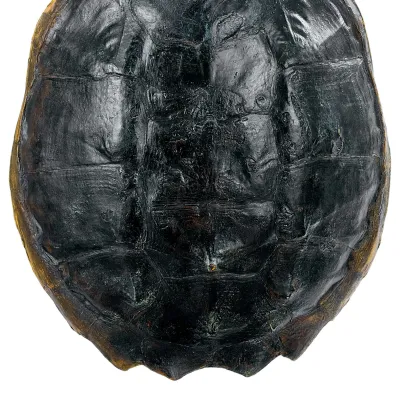 Turtle Shell Accessory, Natural