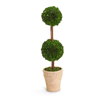 31 1/2" Preserved Boxwood Double Ball Topiary in Planter Boxwood/Terracotta