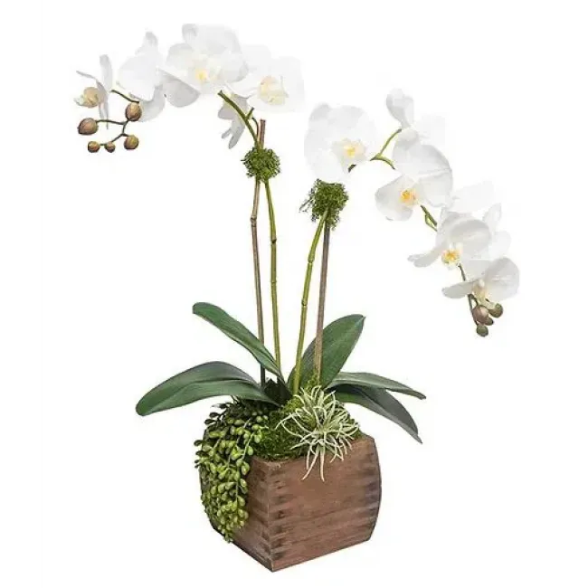 Orchids In Small Wood Box