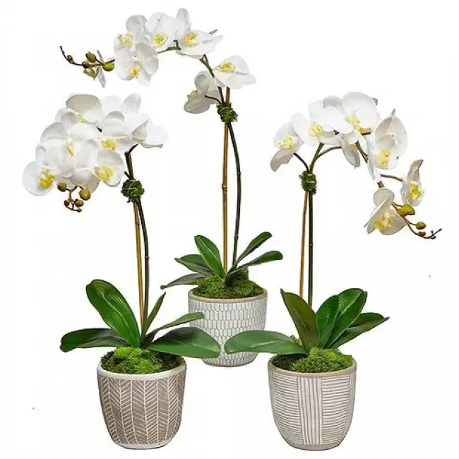 Set of 3 Orchids In Cream African Pots