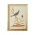 Watercolor Birds C