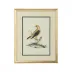 Cain Birds A
