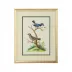 Cain Birds E