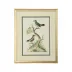 Cain Birds F