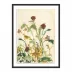 Meadow Rue 2 by Shaina Page Black 1.5 Maple 18" x 24" Black Maple Framed Paper