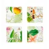 Amazonia Set Of 4 Coasters