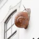 Arte Bordallo Giant Snail (Special Order)