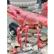Giant Pieces Giant Lobster (Special Order)