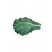 Cabbage Giant Cabbage Leaf