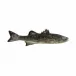 Fish And Shellfish Sea Bass