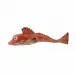 Fish And Shellfish Small Tub Gurnard