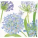 Agapanthus Garden Paper Dinner Napkins, 20 per Pack