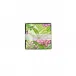 Fern Garden Boxed Cocktail Napkins - 40 Per Box