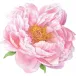 Pink Peony Hardback Placemat