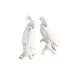 Cockatoos Pair