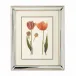 Tulips D Lithograph Print