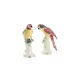Small Amazon Parrots Pair