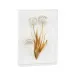 Porcelain Flowers C