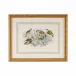Gold Finch, Bunting & Wrens