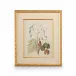 Catesby Bird & Botanical II Giclee Print