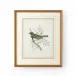 Delicate Birds VI