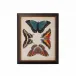 Display Of Butterflies I
