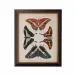 Display Of Butterflies II