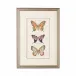 Vertical Butterfly II Hand Colored Lithograph Double Mat