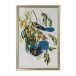 Audubon Blue Jay II