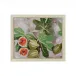 Decorative Fig I