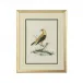 Cain Birds