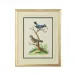 Cain Birds E