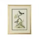 Cain Birds F