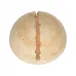 Lunar White Sconce