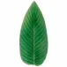 Riviera Tomate Strelizia Leaf 15.75'' x 6.75'' H1.5''