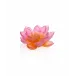Jardin de Lotus Amber Pink Decorative Flower