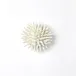 Urchin White Medium