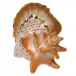 Conch Shell Rust 5.25 in L X 5 in H