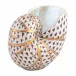 Small Nautilus Chocolate 3.25 in L X 2 in W X 2.5 in H