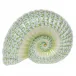 Ammonite Key Lime 4.25 in W