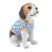Beagle Puppy Blue